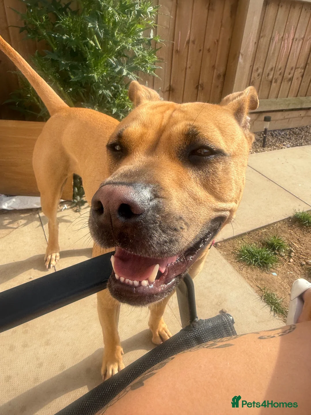 Mixed Breed dogs for sale: mastiff sharpei in Loughborough - Advert 3