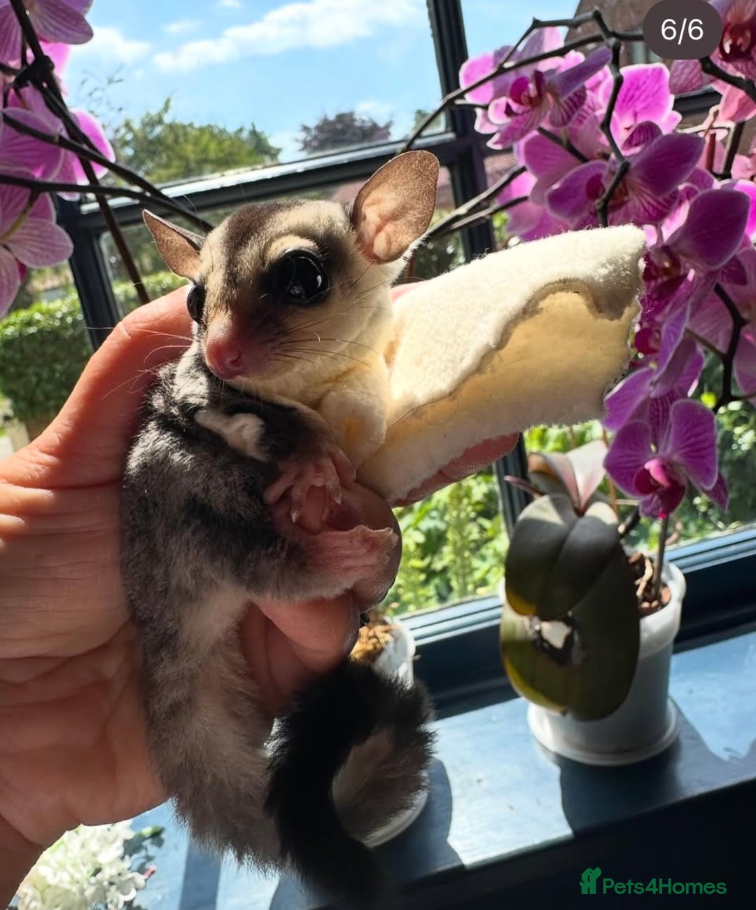 Sugar Glider rodents for sale: Sugar Gliders available to suitable homes - Advert 15