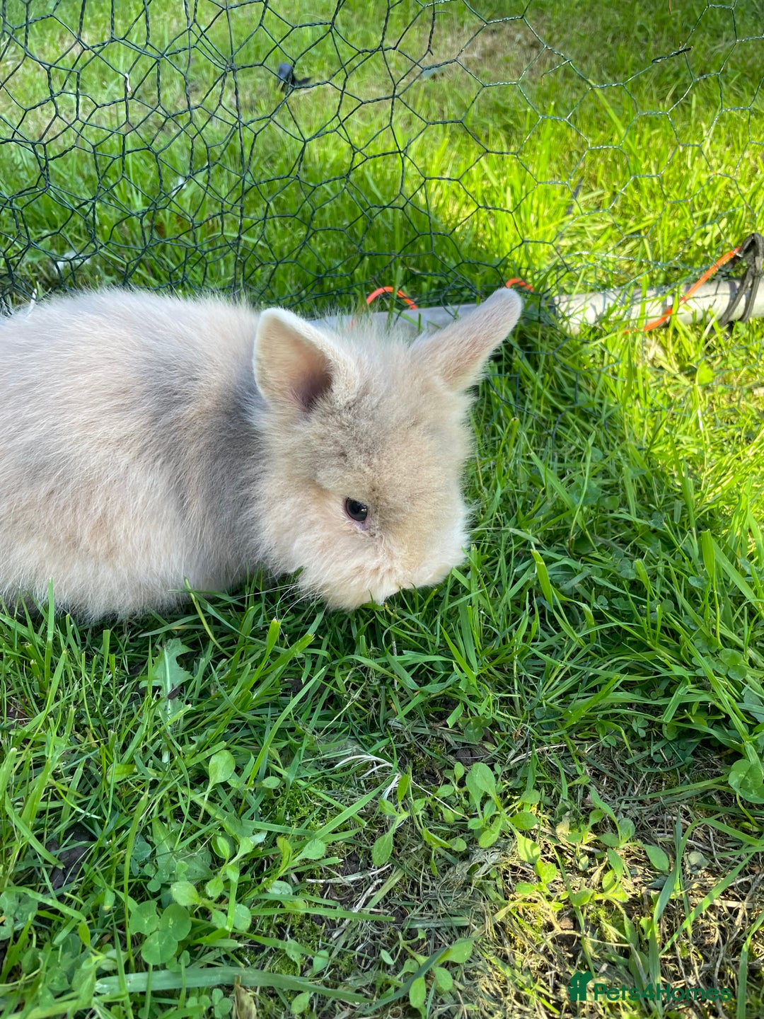 Lionhead rabbits for sale: Lion head  - Image 40