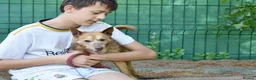 Mixed Breed dogs for adoption: Zorro in Woking - Advert 2