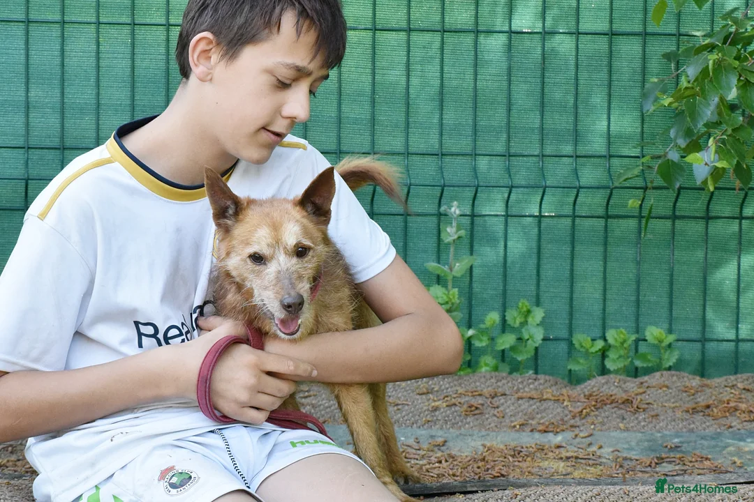 Mixed Breed dogs for adoption: Zorro in Woking - Advert 2