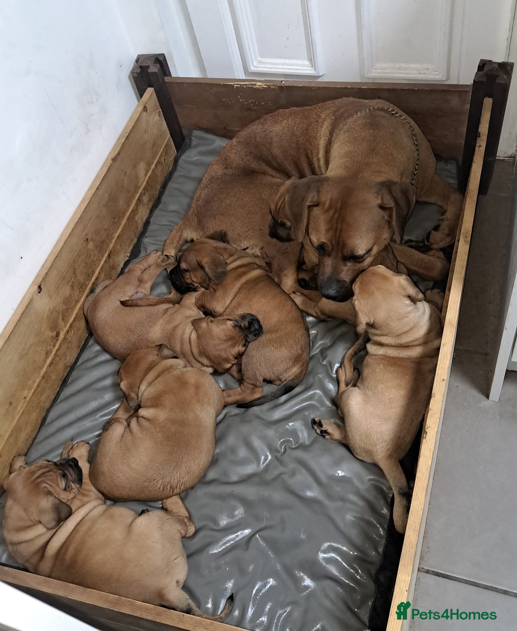 Boerboel dogs Boreboel (Bella) gave birth, 3 girls left - Advert 6