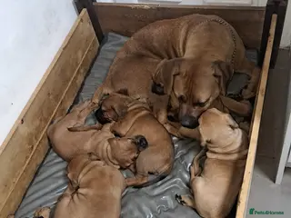 Boerboel dogs Boreboel (Bella) gave birth, 3 girls left - Advert 6