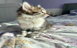British Longhair cats for sale: Amazing fluffy kitten  - Image 7