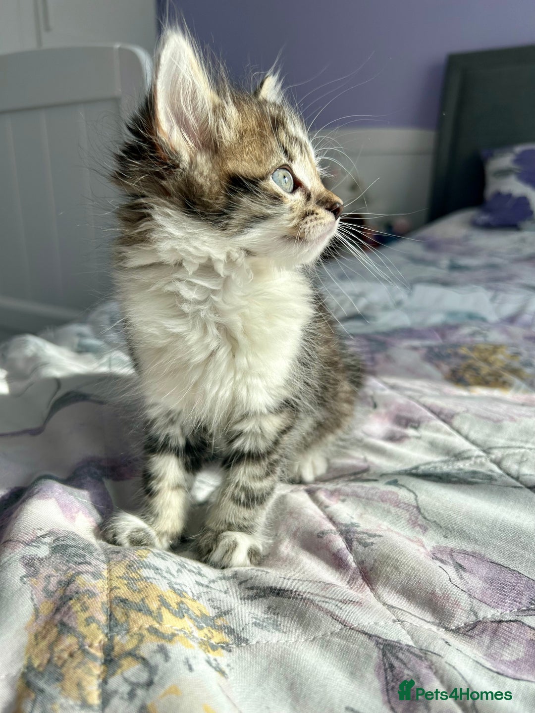 British Longhair cats for sale: Amazing fluffy kitten  - Image 7