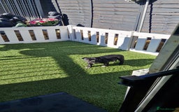 Staffordshire Bull Terrier dogs for sale: Black Female Staffordshire Bull Terrier - Image 3