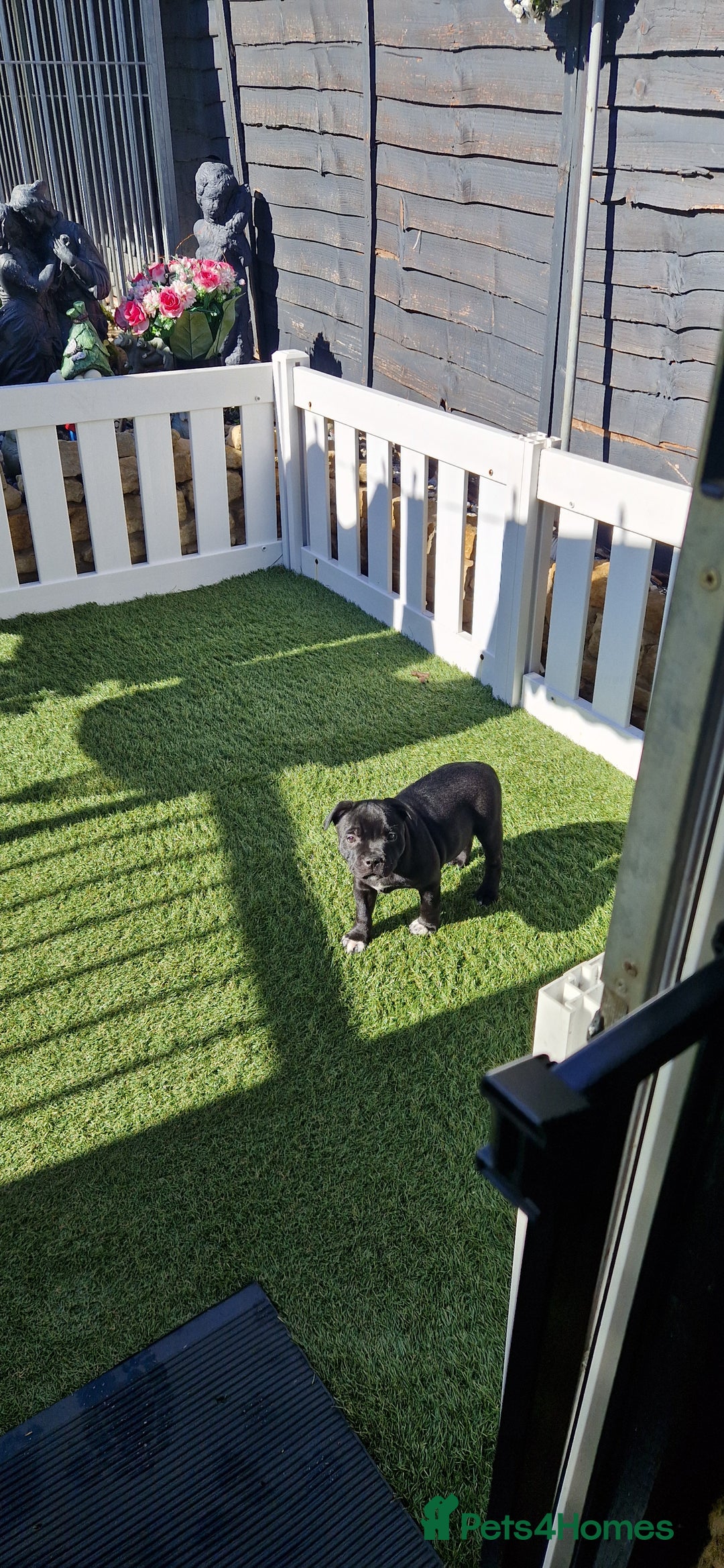 Staffordshire Bull Terrier dogs for sale: Black Female Staffordshire Bull Terrier - Image 3