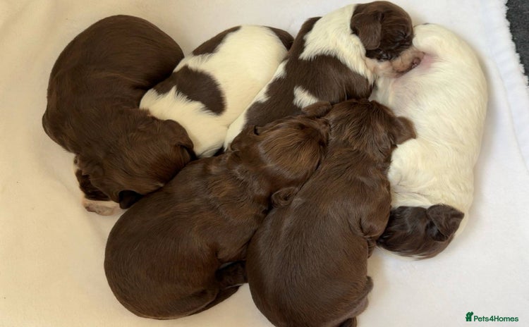 Cocker Spaniel dogs - Advert 5