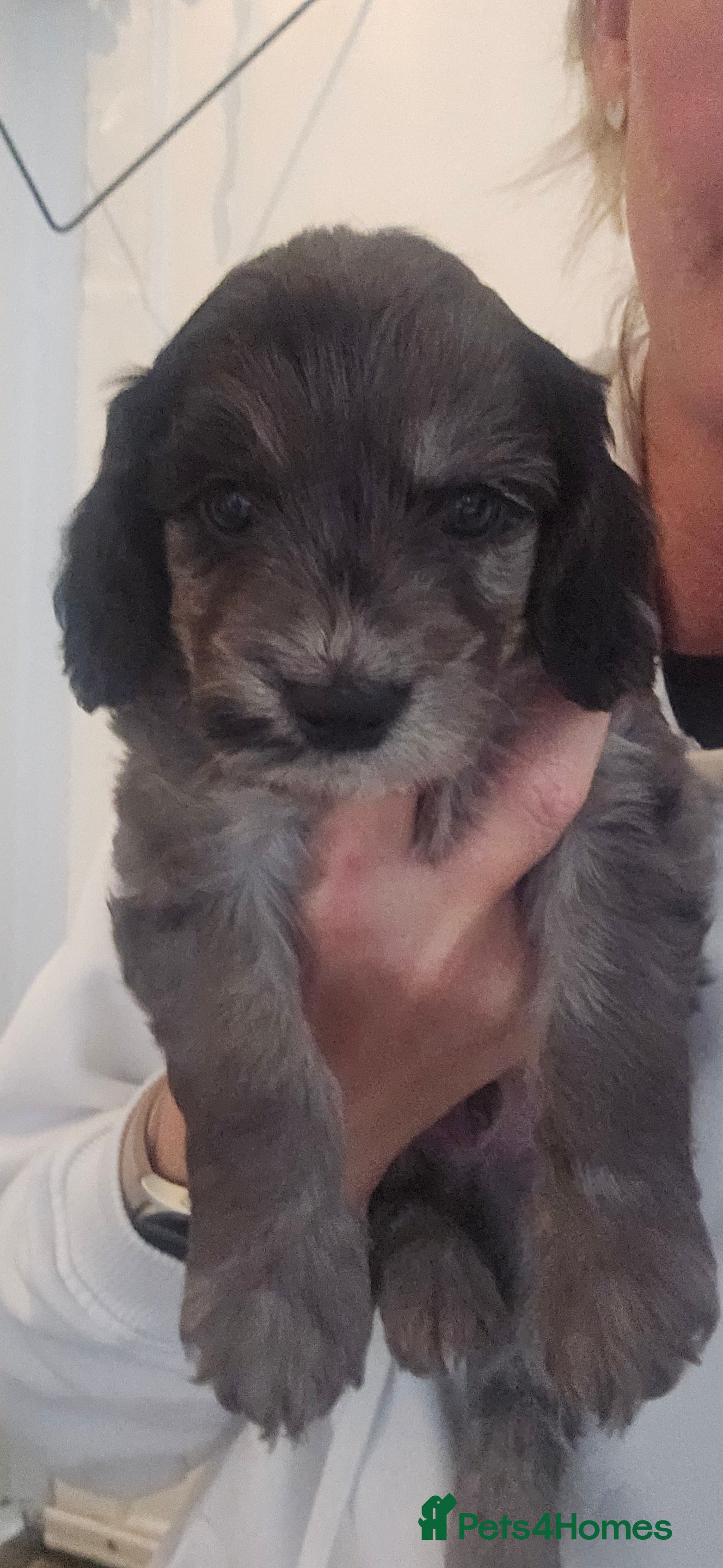 Cockapoo dogs Beautiful Litter of Stunning Cockerpoo Puppies - Advert 2