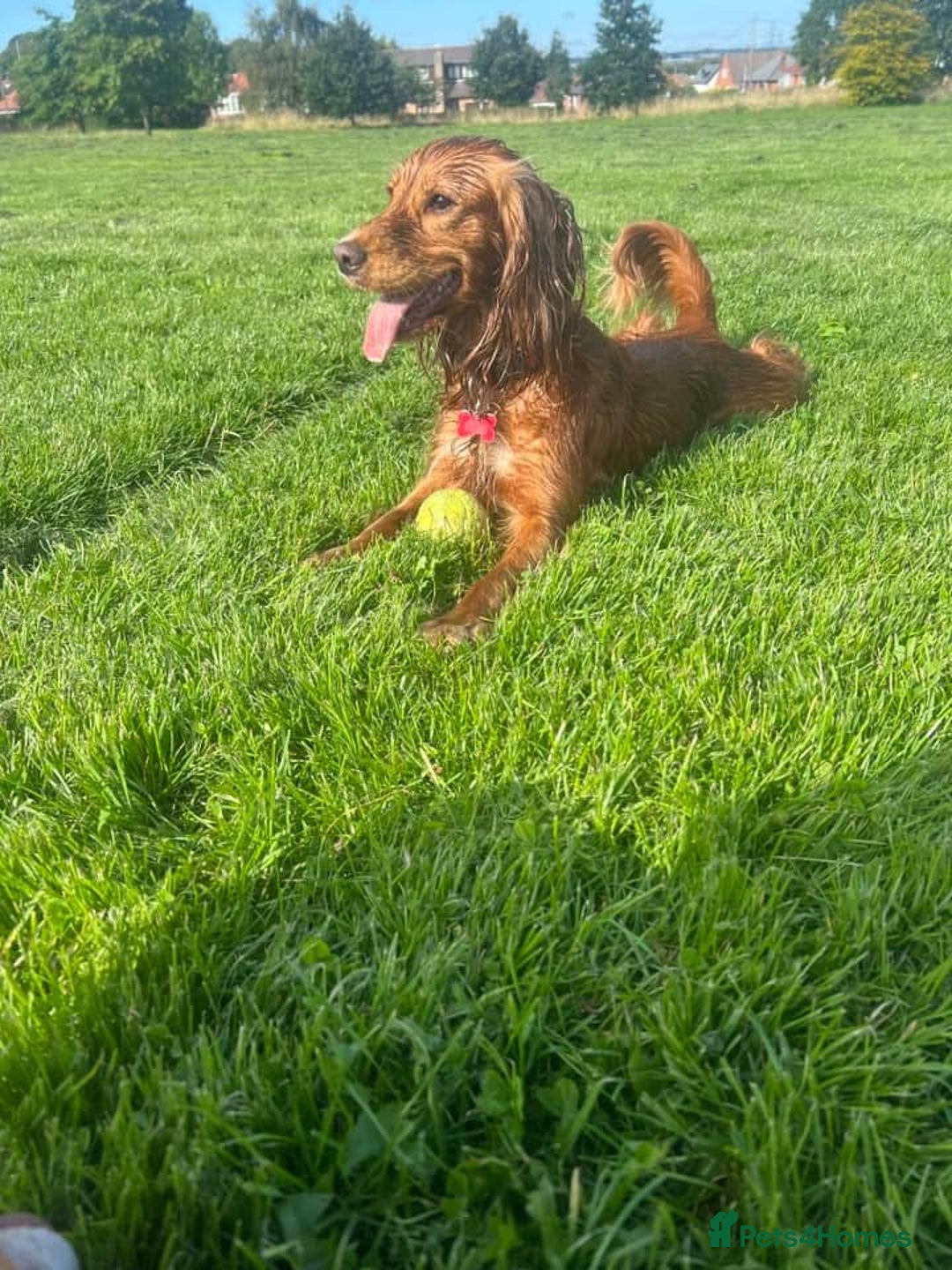 Cocker Spaniel dogs for sale: Cocker Spaniel Male-14 Weeks Old - Advert 2