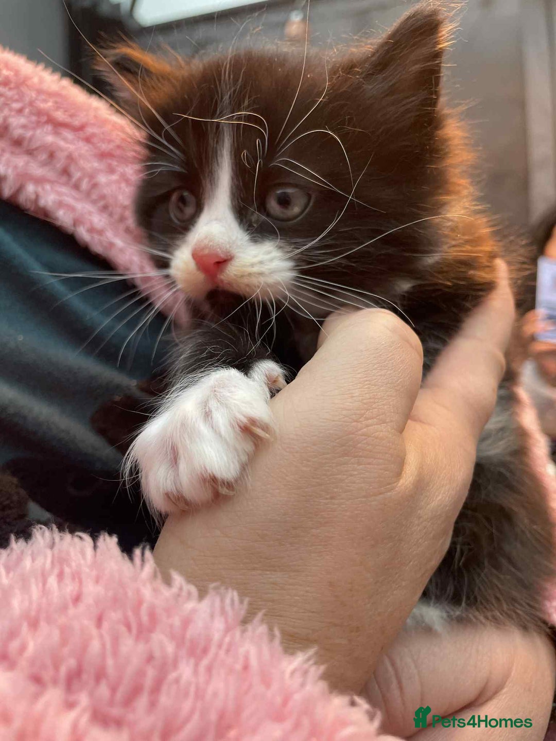 Mixed Breed cats for sale:  Lovely boy for sale - Advert 2