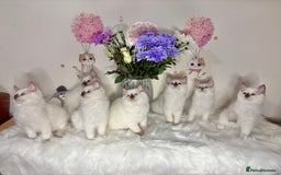 Ragdoll cats for sale: ⭐️TICA REG⭐️Pedigree Ragdoll Kittens DNA CLEAR ✅  - Image 6