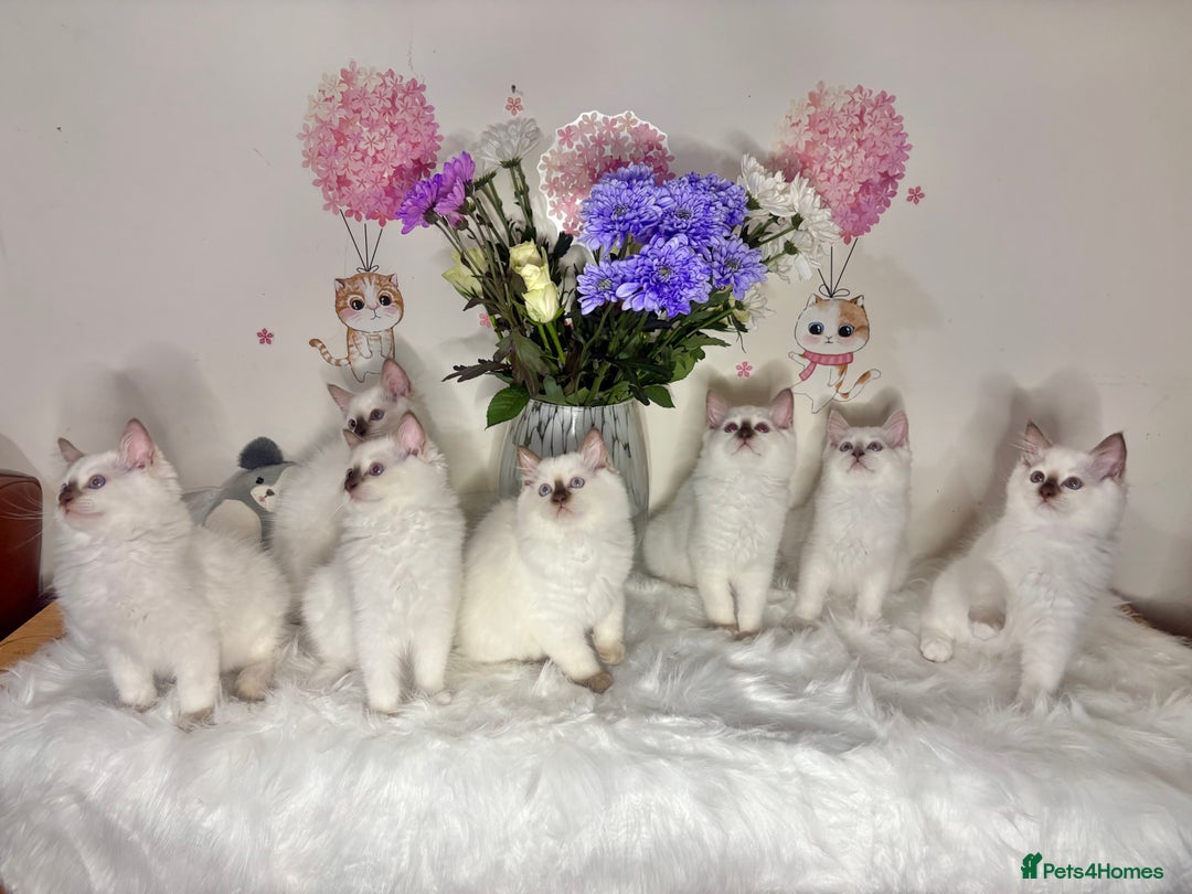 Ragdoll cats for sale: ⭐️TICA REG⭐️Pedigree Ragdoll Kittens DNA CLEAR ✅  - Image 6