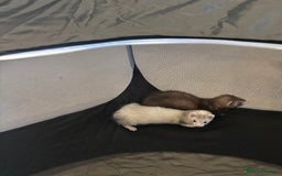 Ferret rodents for sale: 2 micro ferret kits - 5 months old - Image 3