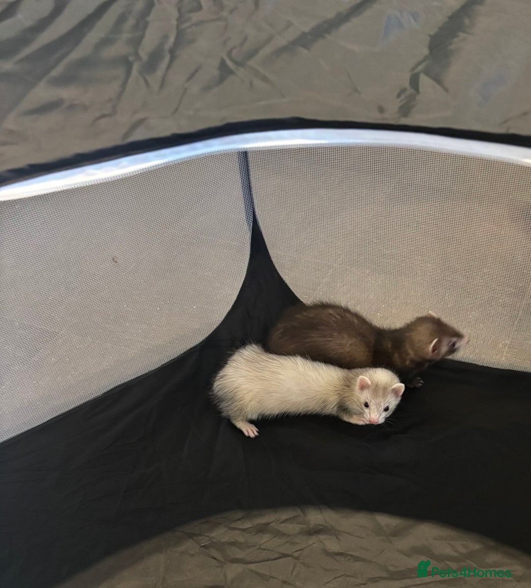 Ferret rodents for sale: 2 micro ferret kits - 5 months old - Image 3