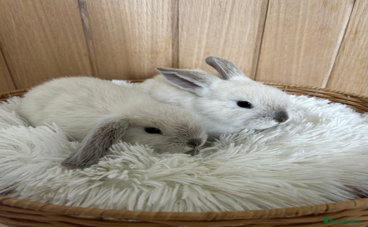 Mini Lop rabbits - Advert 2