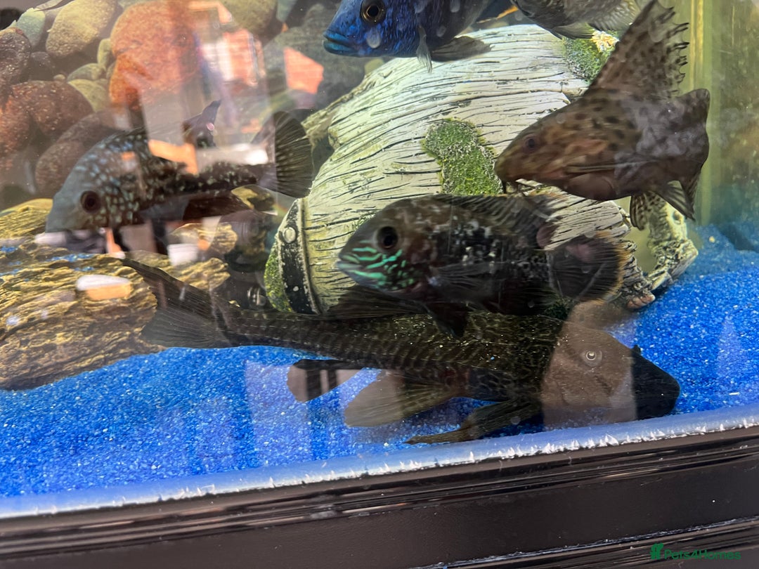 Cichlids fish for sale: Complete fish tank set up - Image 4