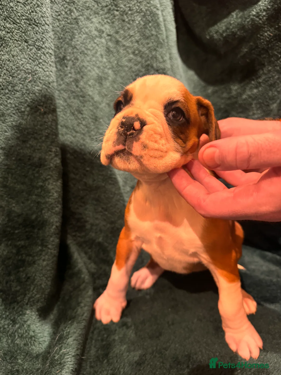 Boxer dogs for sale: Boxer puppies - Advert 23