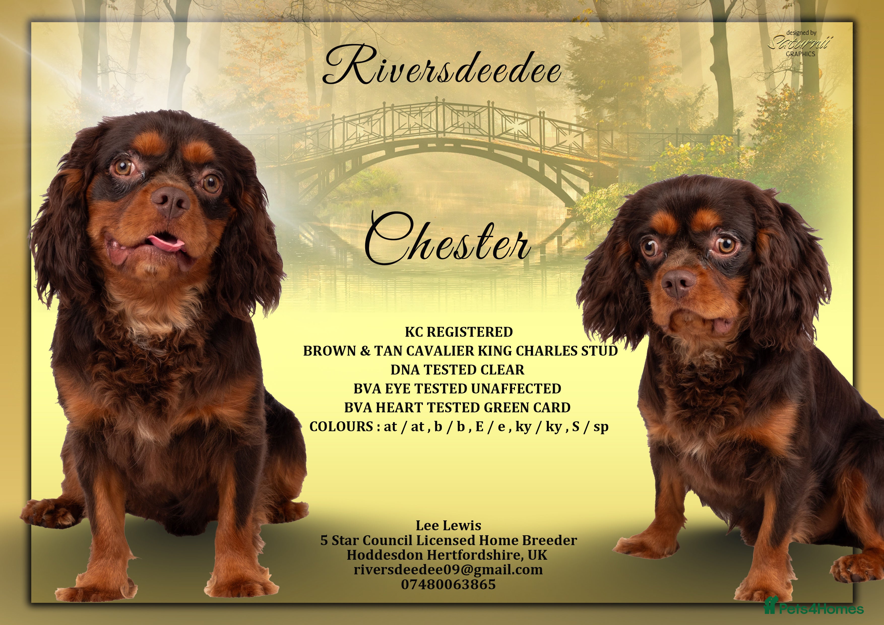 Cavalier King Charles Spaniel dogs KC REG BROWN & TAN HEALTH TESTED CAV STUD  - Advert 1