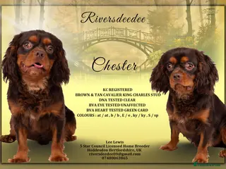 Cavalier King Charles Spaniel dogs KC REG BROWN & TAN HEALTH TESTED CAV STUD - Advert 1