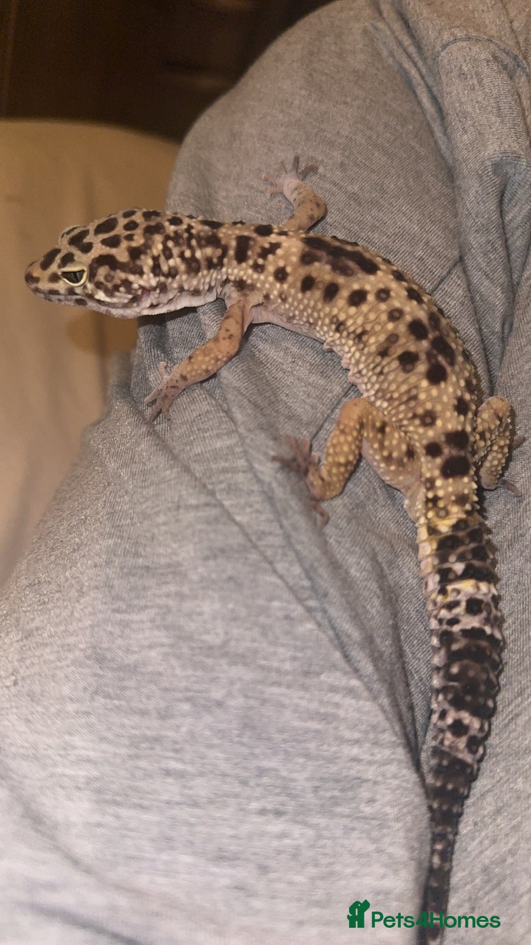 Leopard Gecko reptiles for sale: Leopard Gecko + enclosure  - Image 6