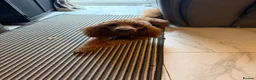 Toy Poodle dogs for stud: Stunning Red KC Toy Poodle Carlos for stud  - Advert 6