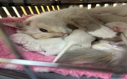 Ragdoll cats for sale: Stunning TICA reg Flame/Cream Boy - Image 22
