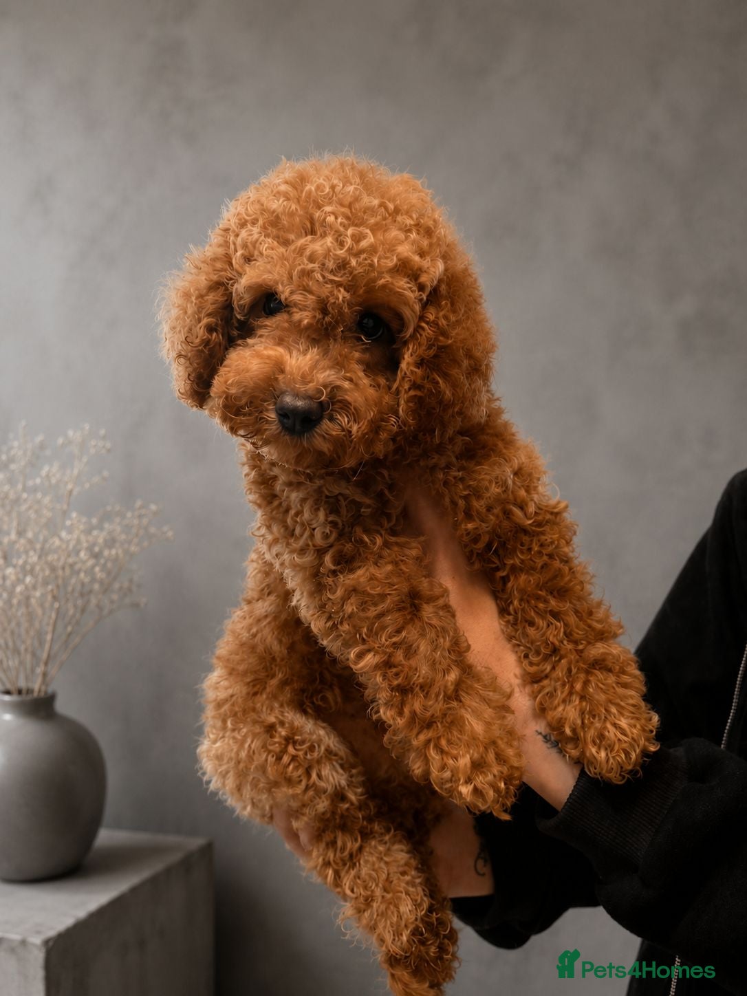 Toy Poodle dogs Toy poodle  puppies  one boy left  - Advert 18