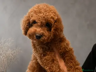 Toy Poodle dogs Toy poodle puppies one boy left - Advert 18