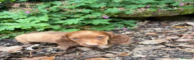 Dachshund Puppy 2
