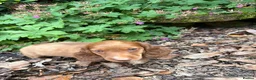 Dachshund dogs for sale: Long hair dachshunds  - Advert 18