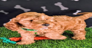 Cockapoo dogs - Advert 5