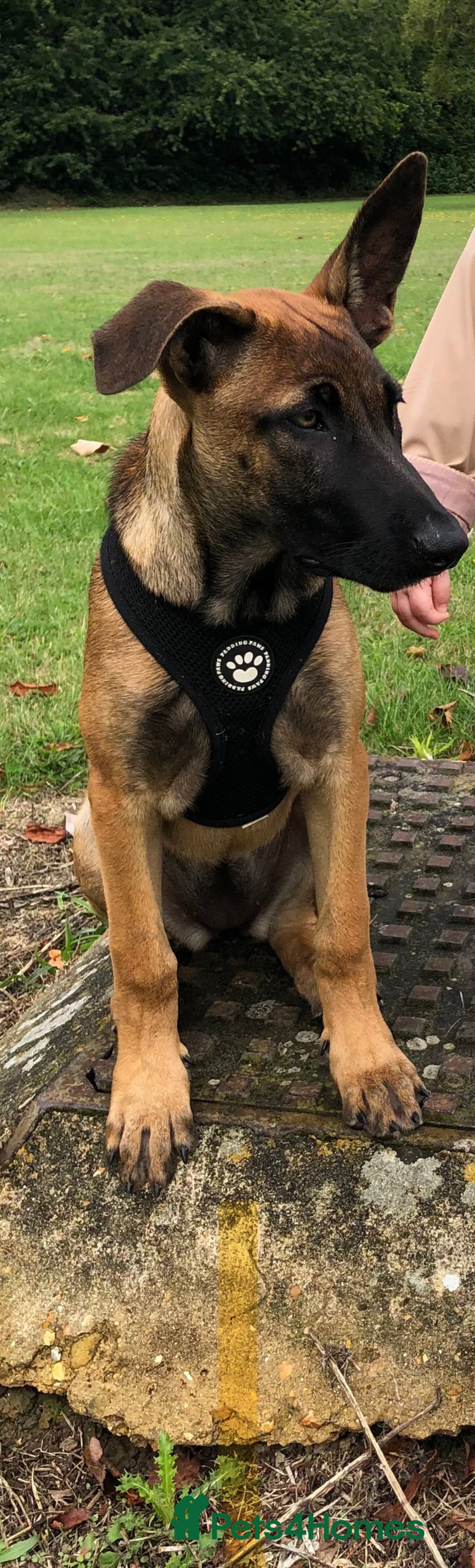Belgian Shepherd Dog dogs for sale: Belgian mai girl - Image 2