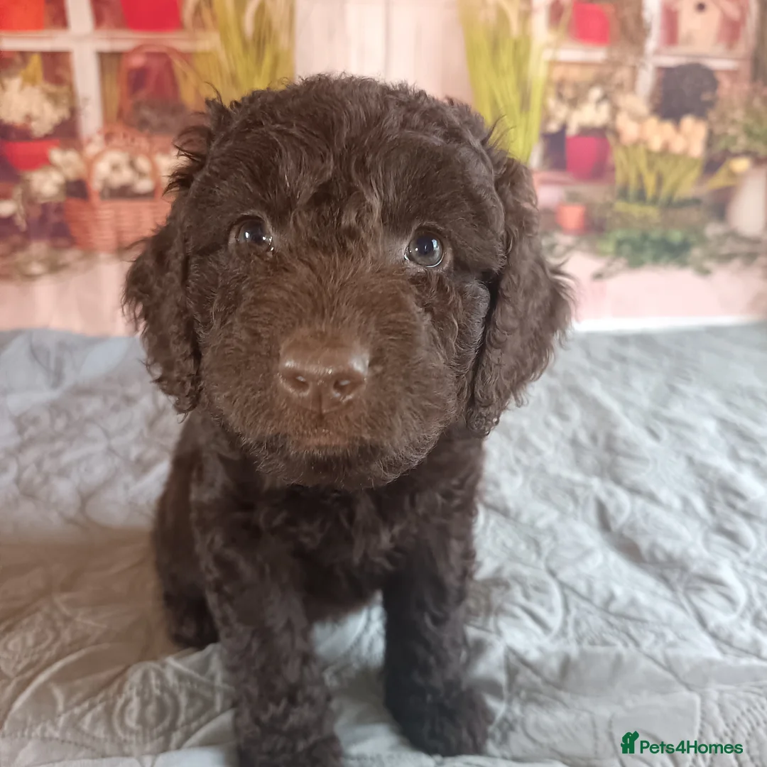 Australian Labradoodle dogs for sale: FULLY HEALTH TESTED CHOCOLATE BOX  **  BABIES🌈  in Boston - Advert 8