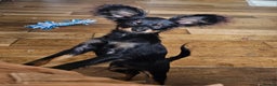 Russian Toy Terrier dogs for sale: Stunning little boy pup available  - Advert 3