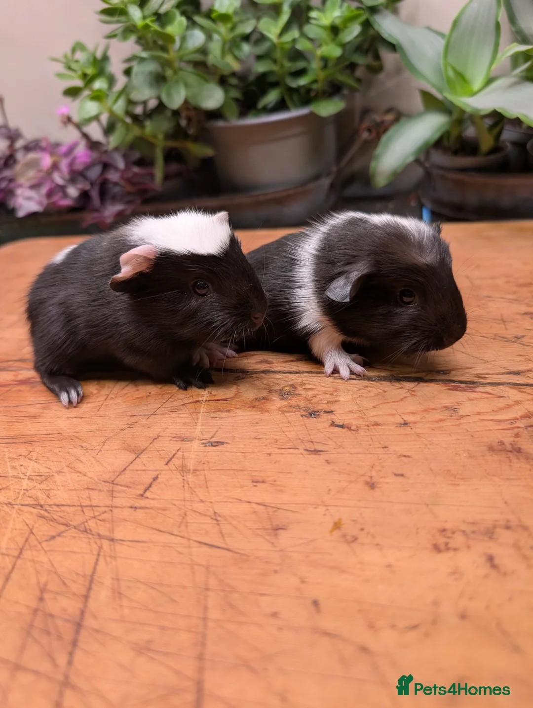 Guinea Pig rodents for sale: Baby boy guinea pig pair  - Advert 3
