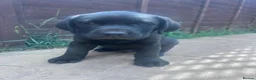 Labrador Retriever dogs for sale: 2 gorgeous black males ready for their homes - Advert 4