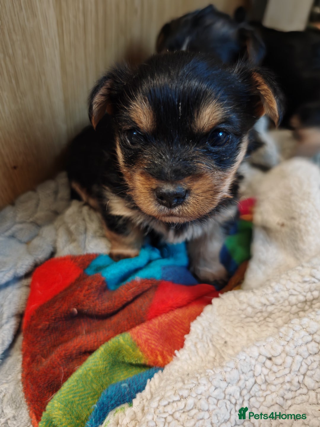 Yorkshire Terrier dogs for sale: Yorkshire Terriers pups - Advert 2