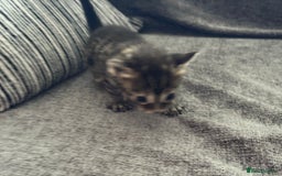 Bengal cats for sale: Russian Blue Bengal Kittens - Image 2