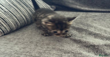 Bengal cats - Advert 6