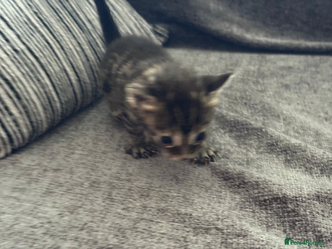 Bengal cats for sale: Russian Blue Bengal Kittens - Image 2