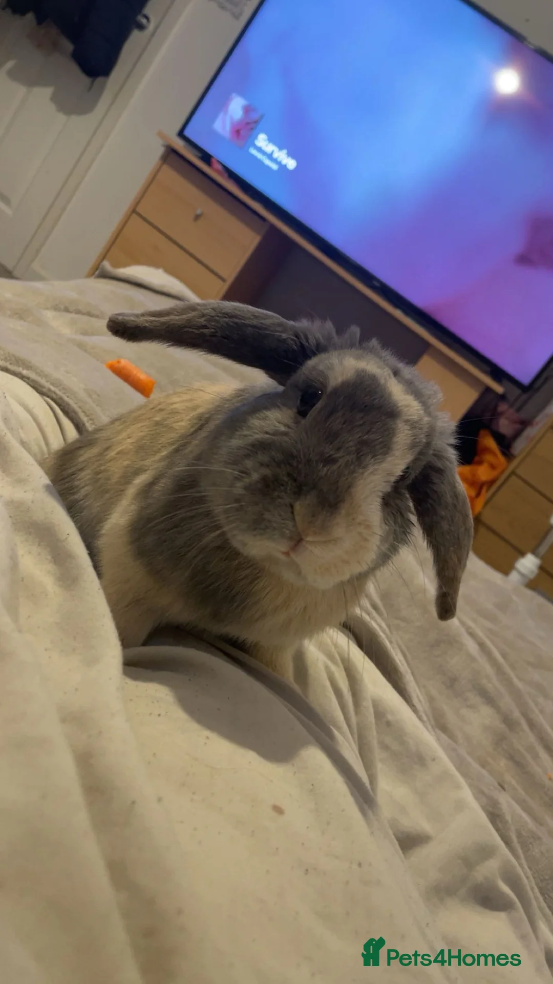 Mixed Breed rabbits for sale: Bugsy  - Advert 7