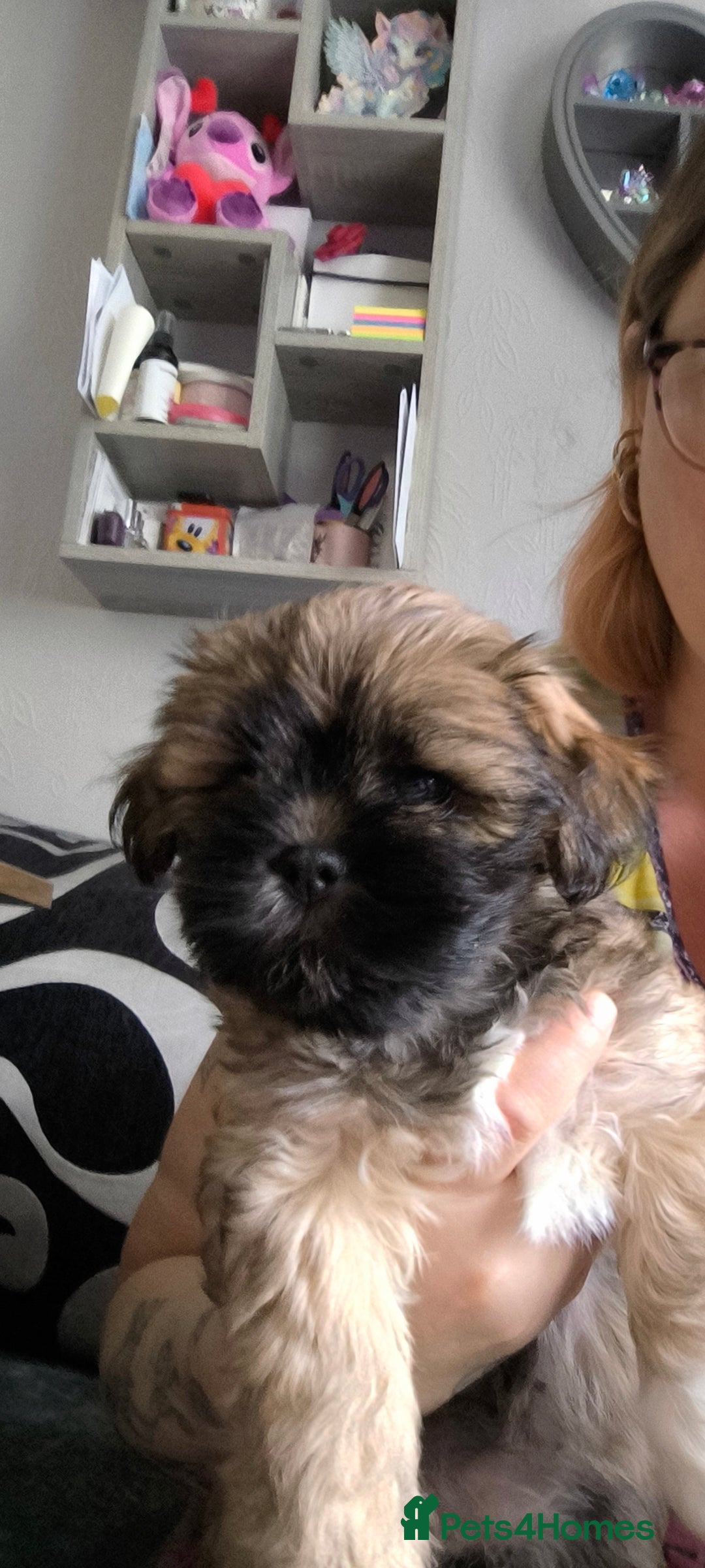 Lhasa Apso dogs for sale: Lhasa apso puppies 4 girls 💗2 boys 🩵 - Image 5