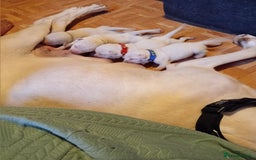 Cane Corso dogs for sale: Beautiful rear straw/white cane corso puppies. - Image 2