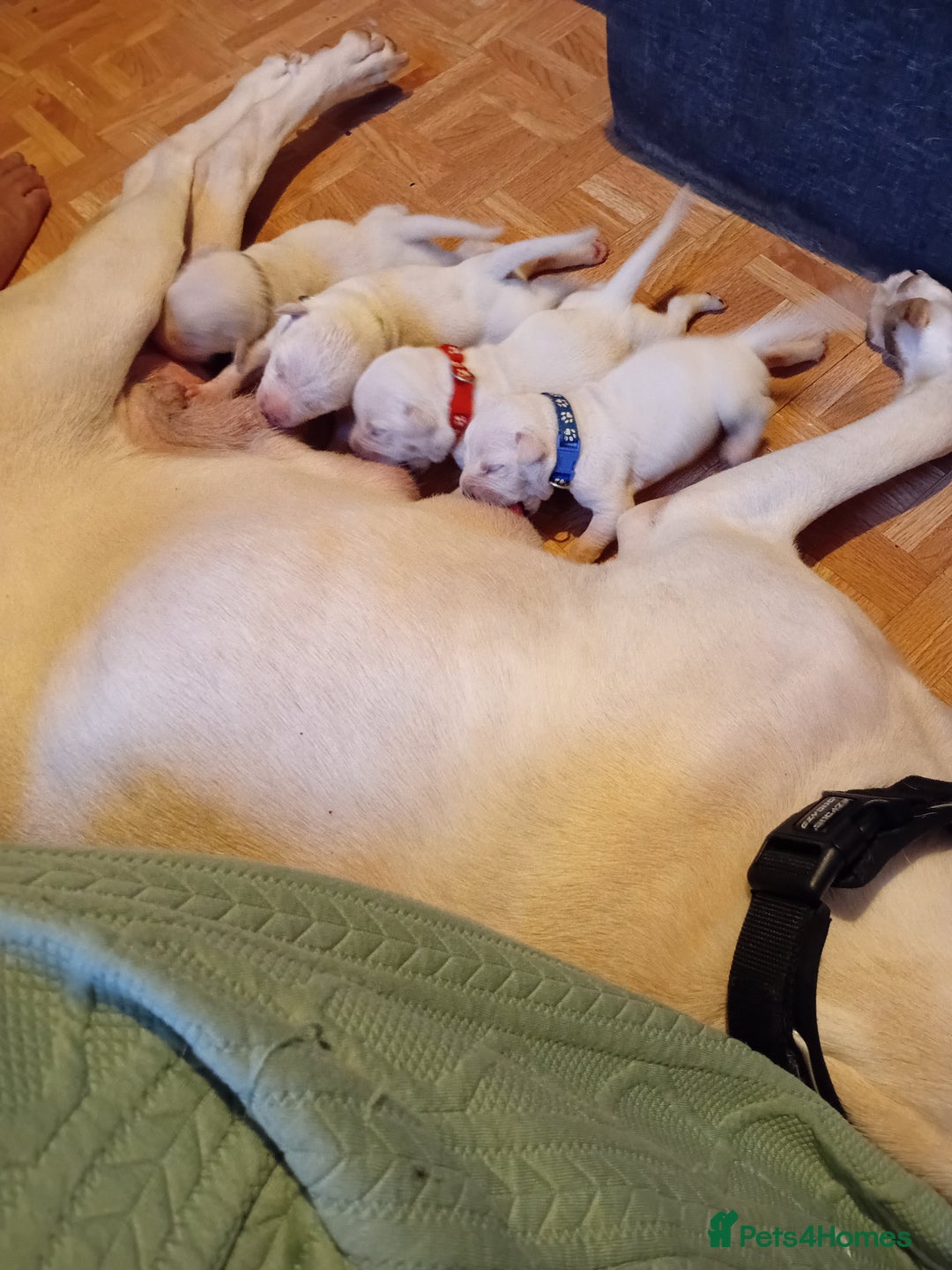 Cane Corso dogs for sale: Beautiful rear straw/white cane corso puppies. - Image 2