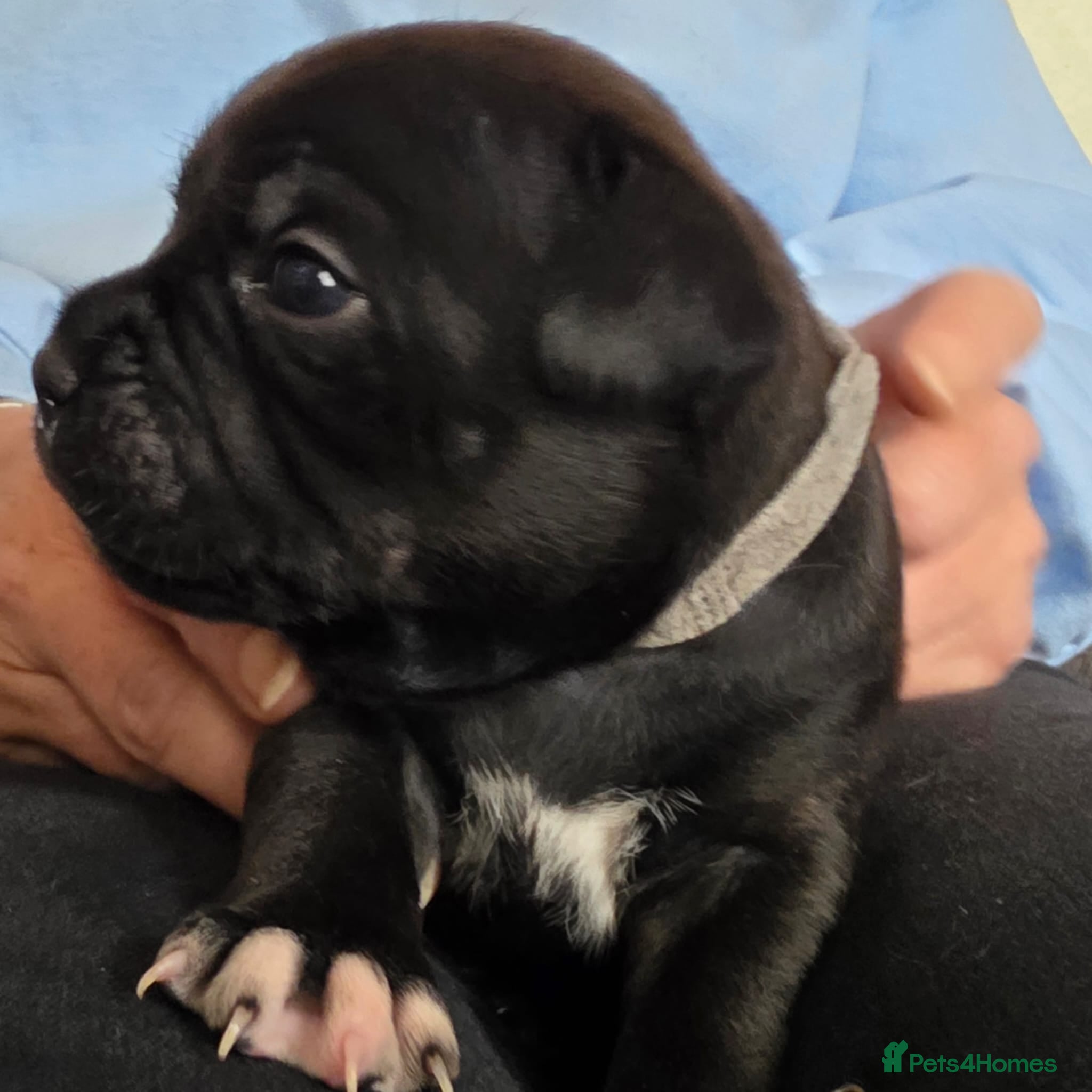 Staffordshire Bull Terrier dogs Kc reg blue & black staffords champion bloodlines  - Advert 1