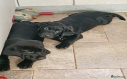 Labrador Retriever dogs for sale: Chunky black labrador girl available  - Image 5