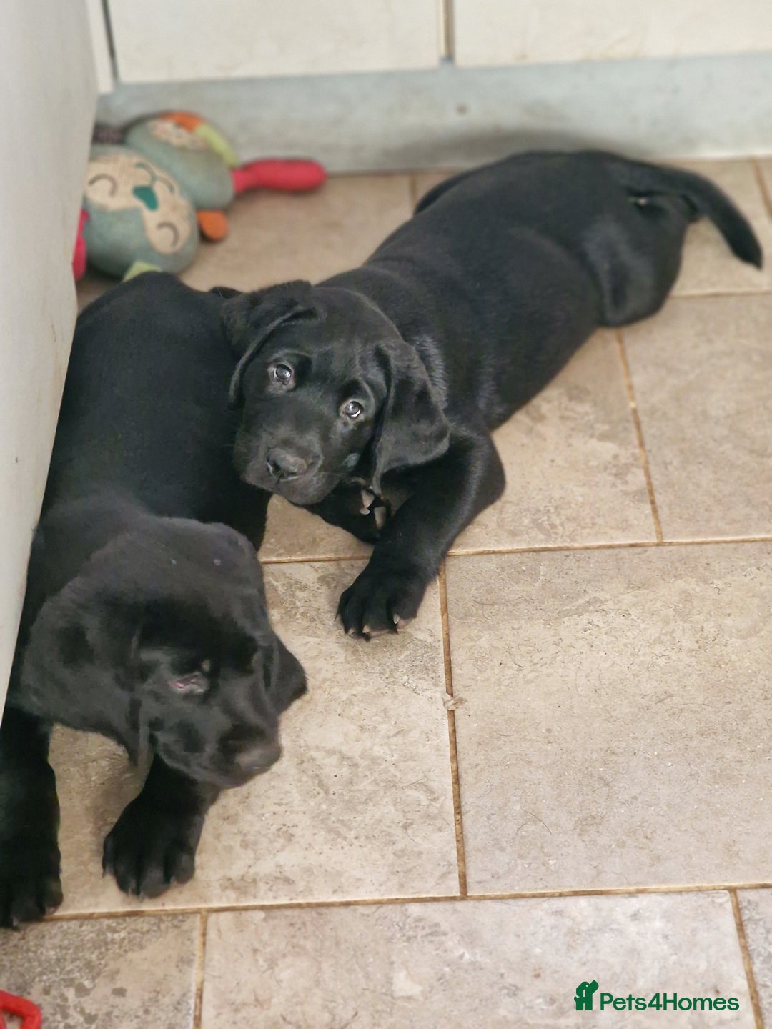 Labrador Retriever dogs for sale: Chunky black labrador girl available  - Image 5