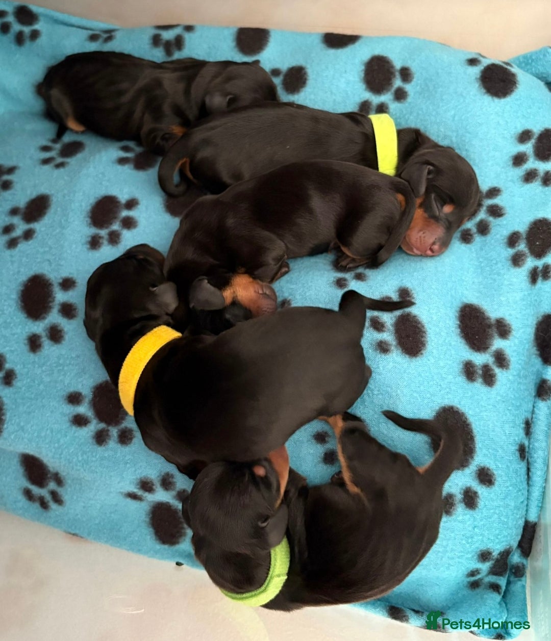 Miniature Dachshund dogs for sale: KC Registered Miniature Dachshund Pups - Image 2