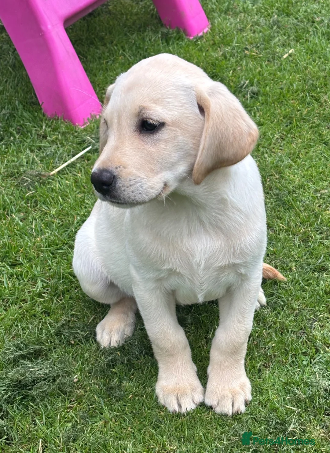 Labrador Retriever dogs for sale: Gorgeous Labrador Puppies Vet Checked, Ready Now  - Advert 1